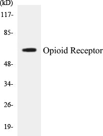 Western blot analysis of extracts from 293 cells, treated with EGF 200ng/ml 30', using Opioid Receptor (Ab-375) Antibody.