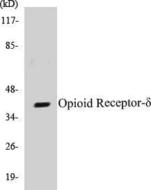 Western blot analysis of extracts from HuvEc/COLO205 cells, using Opioid Receptor-delta (Ab-363) Antibody.
