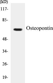Western blot analysis of extracts from LOVO cells, using Osteopontin Antibody.