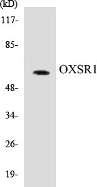 Western blot analysis of extracts from HepG2 cells treated with serum 20% 15', using OSR1 (Phospho-Thr185) Antibody.
