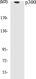 Western blot analysis of extracts from 293 cells, using p300 (Ab-89) Antibody.