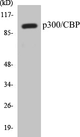 Western blot analysis of extracts from COLO205 cells, using p300/CBP Antibody.