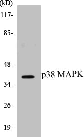 Western blot analysis of extracts from 293 cells, using p38 MAPK (Ab-322) Antibody.