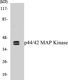 Western blot analysis of extracts from HeLa cells, using p44/42 MAPK Antibody. The lane on the right is treated with the synthesized peptide.