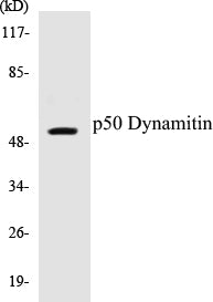 Western blot analysis of extracts from A549 cells, using p50 Dynamitin Antibody.