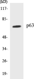 Western blot analysis of extracts from COS7 cells, using p63 Antibody.