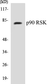 Western blot analysis of extracts from 293 cells, treated with PMA 125ng/ml 30', using p90 RSK (Ab-380) Antibody.
