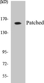 Western blot analysis of extracts from mouse muscle cells, using Patched Antibody.