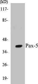 Western blot analysis of extracts from 293 cells, using Pax-5 Antibody.