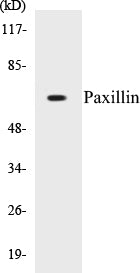 Western blot analysis of extracts from HeLa cells, using Paxillin (Ab-118) Antibody.