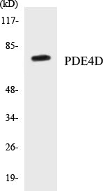 Western blot analysis of extracts from K562 cells, treated with H2O2 100uM 30', using PDE4D (Ab-190/53) Antibody.