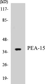 Western blot analysis of extracts from Jurkat cells, treated with PMA 125ng/ml 30', using PEA-15 (Ab-116) Antibody.