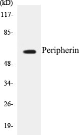 Western blot analysis of extracts from HepG2 cells, using Peripherin Antibody.