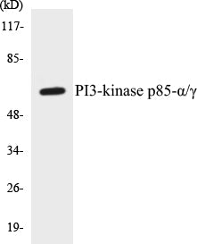 Western blot analysis of extracts from COS7 cells, treated with H2O2 100uM 30', using PI3-kinase p85-alpha/gamma (Ab-467/199) Antibody.
