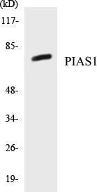Western blot analysis of extracts from HuvEc cells, using PIAS1 Antibody.