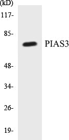 Western blot analysis of extracts from 293 cells, treated with UV 5', using PIAS3 Antibody.
