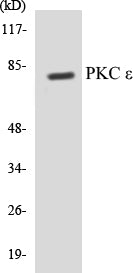 Western blot analysis of extracts from HeLa/Jurkat/3T3 cells, treated with PMA 125ng/ml 30', using PKC epsilon (Ab-729) Antibody.
