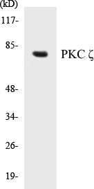 Western blot analysis of extracts from NIH-3T3 cells, treated with PMA 125ng/ml 30', using PKC zeta (Ab-410) Antibody.