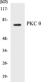 Western blot analysis of extracts from 293 cells, using PKC thet (Ab-538) Antibody.