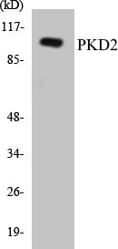 Western blot analysis of extracts from NIH-3T3 cells, treated with PMA 250ng/ml 15', using PKD2 (Ab-876) Antibody.