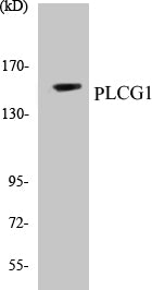 Western blot analysis of extracts from HepG2, using PLCG1 (Ab-771) Antibody.