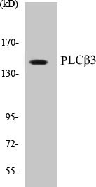 Western blot analysis of extracts from HeLa cells, treated with PMA 125ng/ml 30', using PLCB3 (Ab-1105) Antibody.