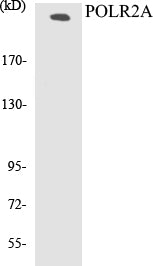Western blot analysis of extracts from COS7 cells, treated with EGF 200ng/ml 30', using POLR2A (Ab-1619) Antibody.