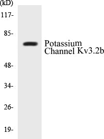 Western blot analysis of extracts from HepG2 cells, using Potassium Channel Kv3.2b Antibody.