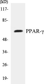 Western blot analysis of extracts from HuvEc cells, using PPAR-gamma (Ab-112) Antibody.
