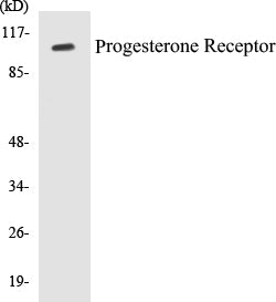 Western blot analysis of extracts from COS7 cells, treated with EGF, using Progesterone Receptor (Ab-190) Antibody.
