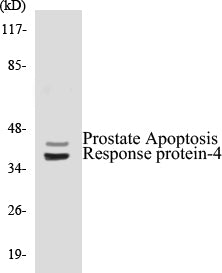 Western blot analysis of extracts from NIH-3T3 cells, using Prostate Apoptosis Response protein-4 Antibody.