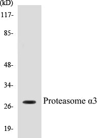 Western blot analysis of the lysates from HT-29 cells using PRS6A antibody.