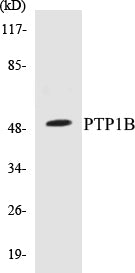Western blot analysis of extracts from COS7 cells, treated with UV 30', using PTP1B (Ab-50) Antibody.