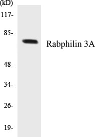 Western blot analysis of extracts from HeLa cells, treated with TNF-a 20ng/ml 2', using Rabphilin 3A (Ab-Ser237) Antibody.