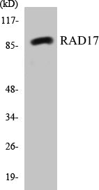 Western blot analysis of extracts from HuvEc cells, using RAD17 (Ab-645) Antibody.