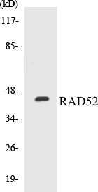 Western blot analysis of extracts from 293 cells, using RAD52 (Ab-104) Antibody.