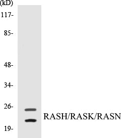 Western blot analysis of extracts from HeLa cells, using RASH/RASK Antibody.