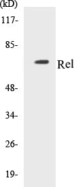 Western blot analysis of extracts from MDA-MB-435 cells, using Rel (Ab-503) Antibody.