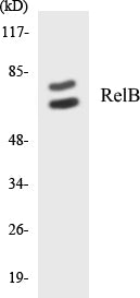 Western blot analysis of extracts from HeLa cells, using RelB (Ab-552) Antibody.