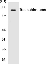 Western blot analysis of extracts from A549 cells, treated with EGF 200ng/ml 30', using Retinoblastoma (Ab-252) Antibody.