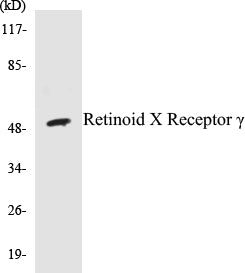 Western blot analysis of extracts from HepG2 cells, using Retinoid X Receptor gamma Antibody.