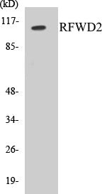 Western blot analysis of extracts from LOVO cells, using RFWD2 Antibody.