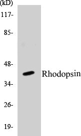 Western blot analysis of extracts from COLO cells, using Rhodopsin (Ab-334) Antibody.