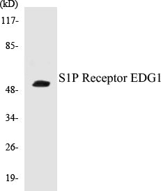 Western blot analysis of extracts from HT-29/LOVO/A549 cells, using S1P Receptor EDG1 (Ab-236) Antibody.