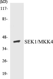 Western blot analysis of extracts from NIH-3T3 cells, using SEK1/MKK4 (Ab-80) Antibody.