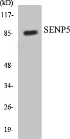 Western blot analysis of extracts from COS7 cells, using SENP5 Antibody.