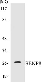 Western blot analysis of extracts from HuvEc cells, using SENP8 Antibody.