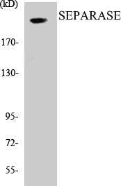 Western blot analysis of extracts from 293 cells, treated with EGF 200ng/ml 30', using SEPARASE (Ab-801) Antibody.