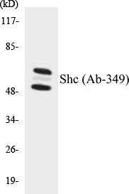 Western blot analysis of extracts from HeLa cells, treated with Calyculin A 50nM 15', using Shc (Ab-349) Antibody.