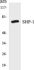 Western blot analysis of extracts from NIH-3T3 cells, using SHP-1 (Ab-536) Antibody.